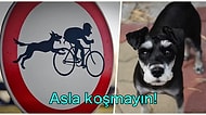 Benim Başıma Gelmez Demeyin: ‘Köpek Saldırısı Durumunda Ne Yapmalıyız?’