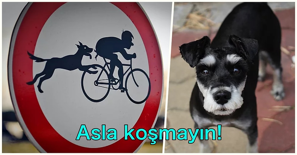 Benim Başıma Gelmez Demeyin: ‘Köpek Saldırısı Durumunda Ne Yapmalıyız?’