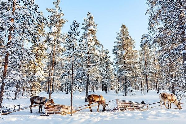 Ren geyikleri, Laponya'nın bir parçası!