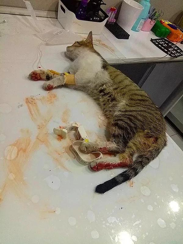 Hacettepe Üniversitesi Beytepe Kampüsü'nde beşinci kattan atıldığı için kanlar içinde kalan ve yaşamını yitiren yavru kedi...