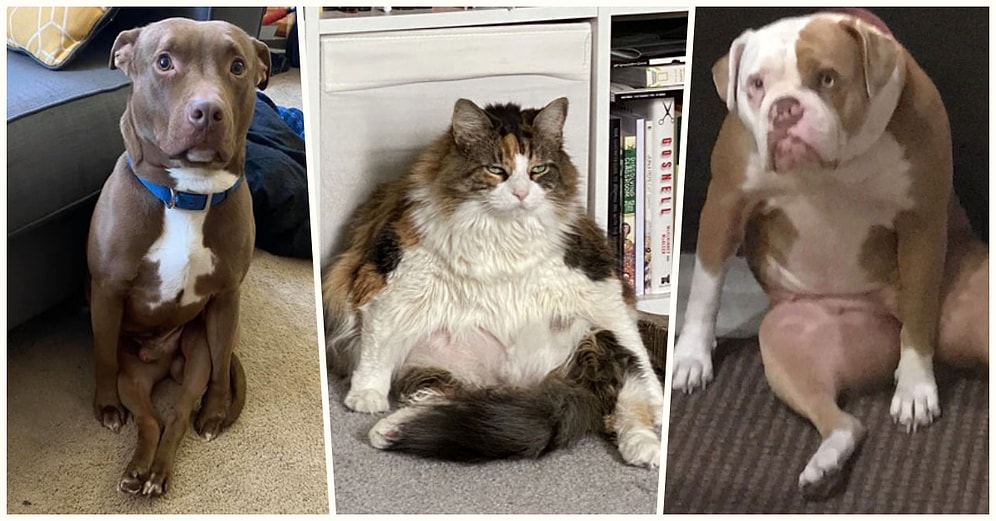 Bi’ Acayip Oturuşlarıyla Hepimizi Güldüren ve Tıpkı Bir İnsan Gibi Davranan Tüylü Dostlarımız