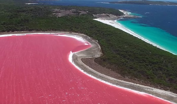 Olağanüstü pembe rengiyle sanki bir masaldan fırlamış gibi.