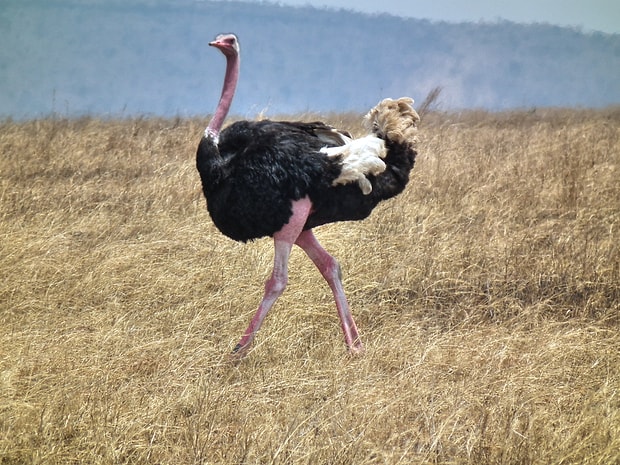 Bu Kuslari Asla Sinirlendirmeyin Dunyanin En Tehlikeli Ve Acimasiz Kuslari
