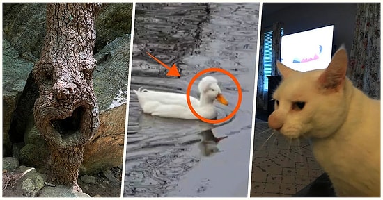 Karşılaştıkları Enteresan Durumları Fotoğraflayarak Şaşırma Kotamızı Arşa Çıkaran 18 Kişi