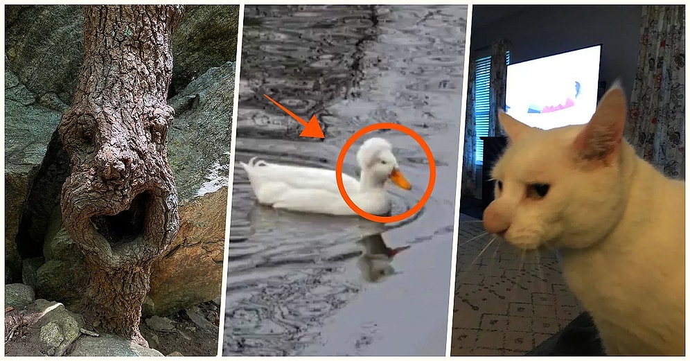 Karşılaştıkları Enteresan Durumları Fotoğraflayarak Şaşırma Kotamızı Arşa Çıkaran 18 Kişi