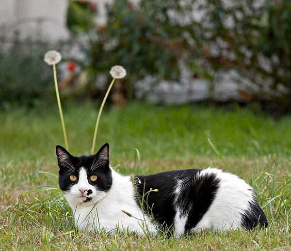 "Вид, который вы никогда раньше не видели в дикой природе"