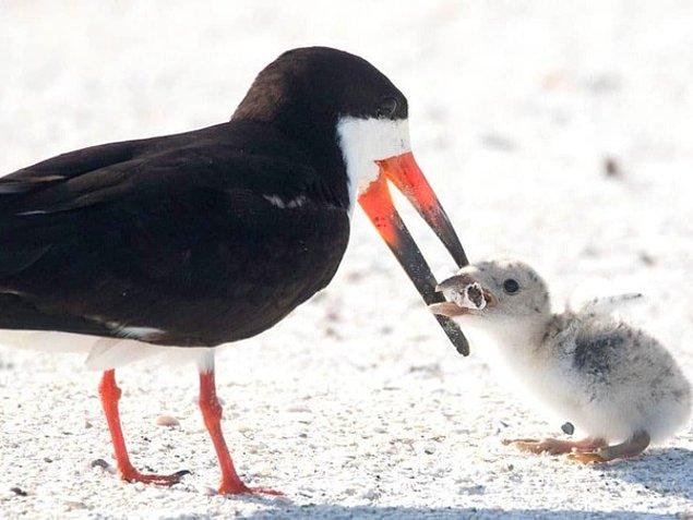 15. Sahilde yemek arayan kuş, yavrusuna sigara çöpü yediriyor.