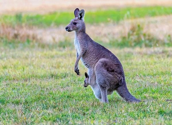 2. Kanguru, penisinin üstünde testistleri olan tek hayvan türüdür.