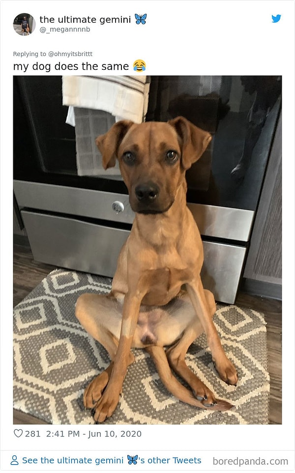 26. Мой песик тоже так делает