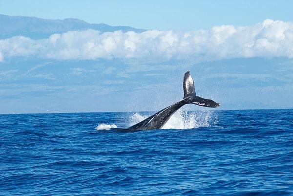 12. Denizin altında bir balina gaz çıkardığında su yüzeyinde devasa baloncuklar oluşur ve bu baloncukların içine bir at bile sığabilir.