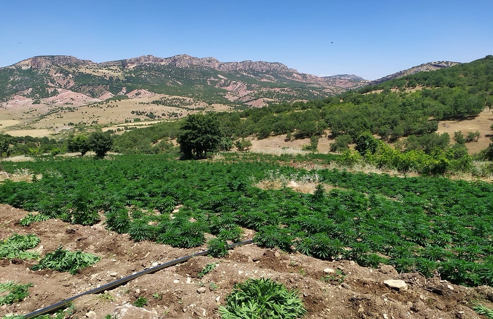 Son 4 Yılın En Büyük Miktarı: Diyarbakır Lice'de 7 Milyon 571 Bin Kök Hint Keneviri Ele Geçirildi