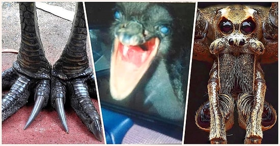 Doğanın Korkutucu Yüzünü İliklerinize Kadar Hissetmenize Sebep Olacak Birbirinden Ürkütücü 20 Yeni Fotoğraf