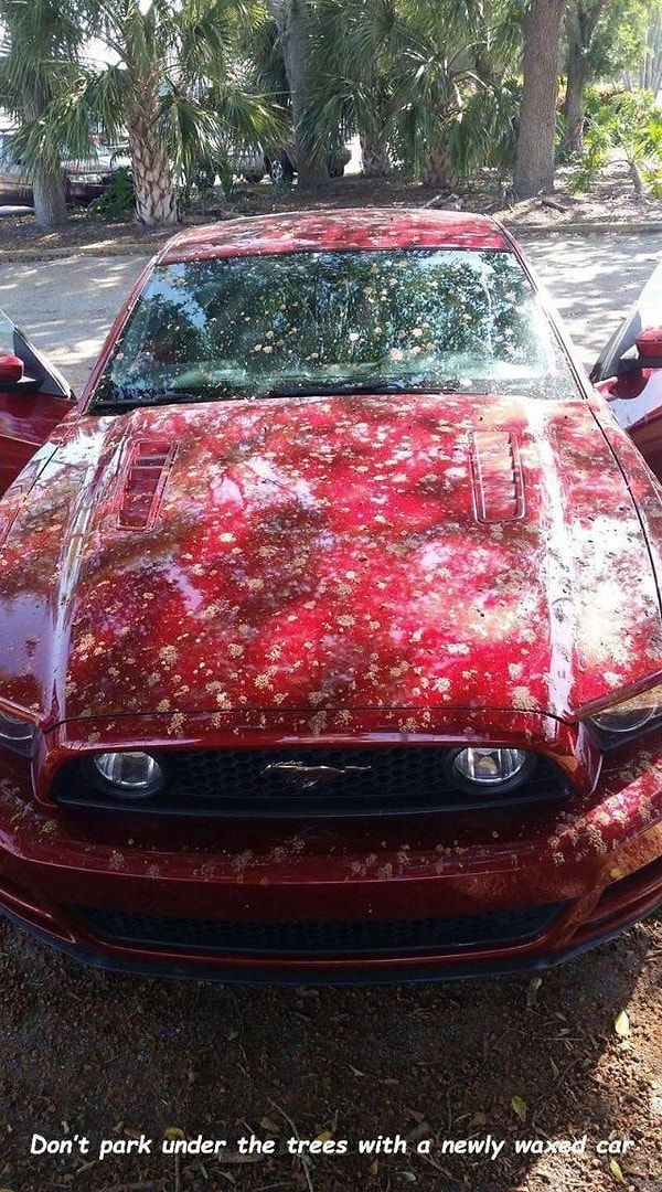 8. Перед тем, как припарковаться под деревом, проверьте, не устроили ли там тусу птицы!