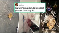 Karantinada Evlerinin Bir Köşesinde Unuttukları Patatesler Bağımsızlığını İlan Etmeye Başlayınca Büyük Bir Şok Yaşayan 21 Kişi