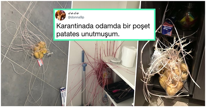 Karantinada Evlerinin Bir Köşesinde Unuttukları Patatesler Bağımsızlığını İlan Etmeye Başlayınca Büyük Bir Şok Yaşayan 21 Kişi