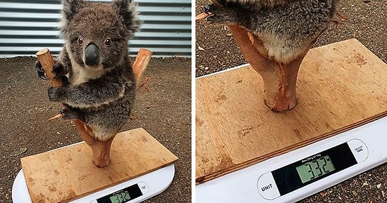 35 хитростей, которые используют работники по уходу за животными, чтобы узнать их вес