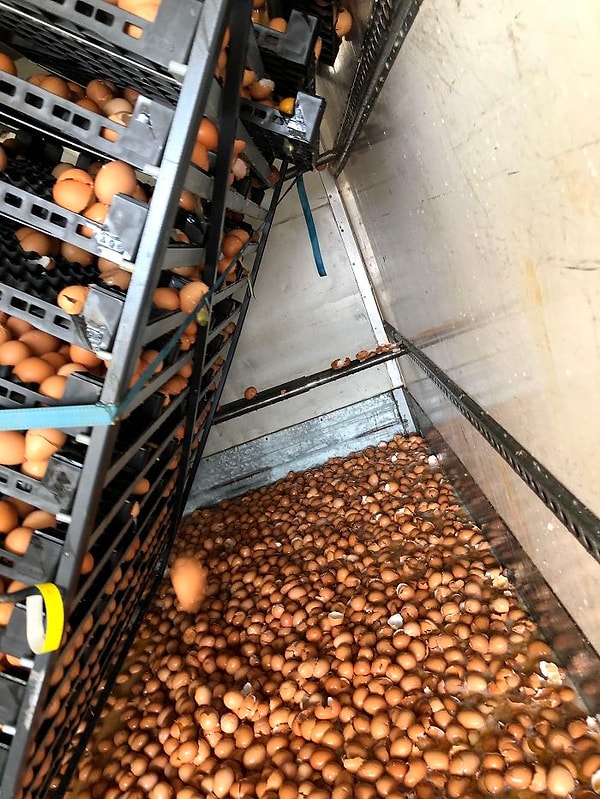 27. Кто-то не пристегнул тележки с яйцами должным образом на грузовике. 10 500 разбитых яиц