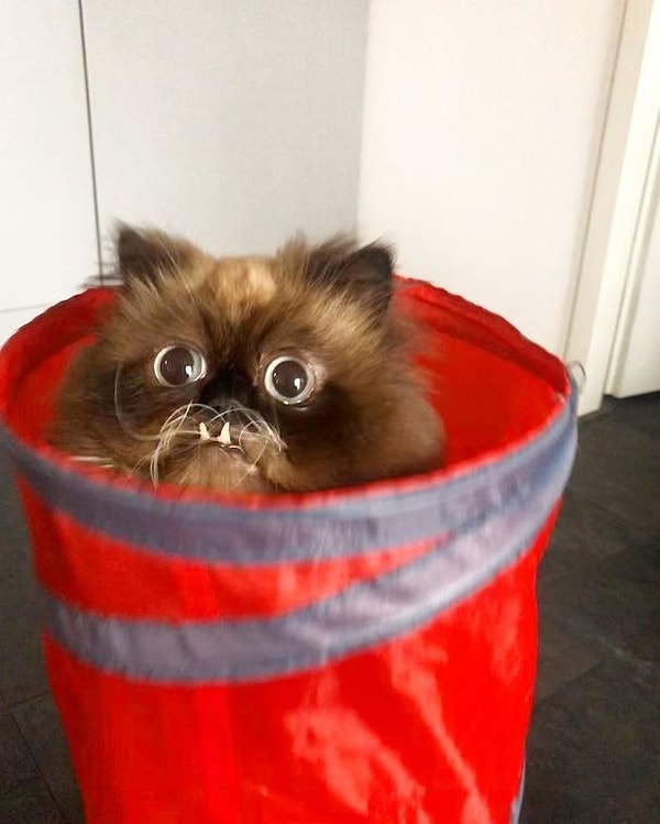 4. Это Химб Гумба. Он здесь, чтобы принести вам радость. Если вы собираетесь оскорбить его по поводу внешности, пожалуйста, прокрутите дальше