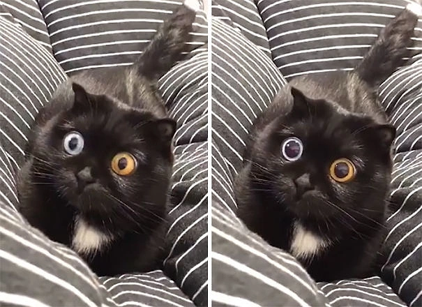 30 самых странных и смешных фото с кошками: вы не сможете сдержать смех!