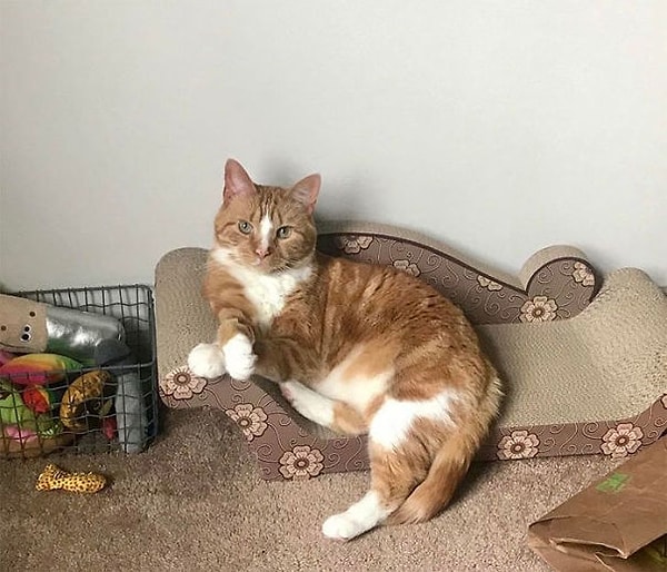 22. Мой муж купил нашему коту его собственную кушетку, и он просто сидит там и осуждает всех сейчас