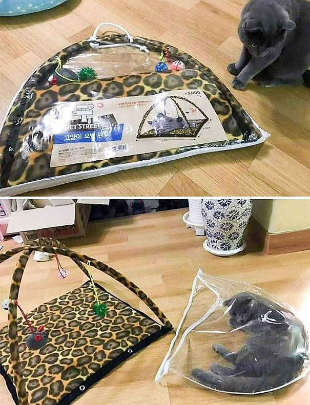 Кошачий шатер
