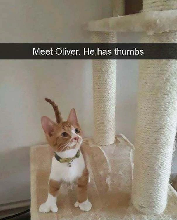 Оливер. Котик с большими пальцами