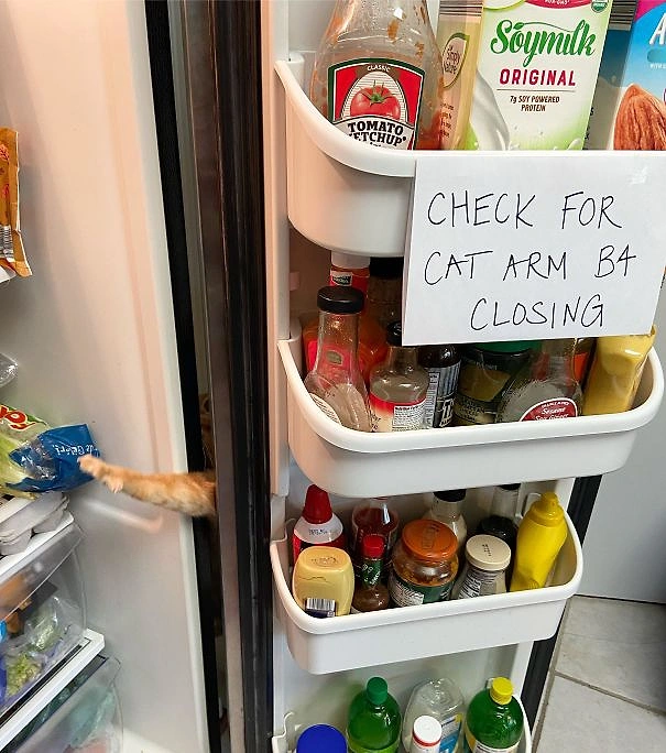 Проверте, нету ли лапки вашего кота, перед тем как закрывать холодильник