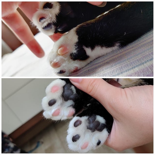 4. "Kedimin patilerinde farklı renkler var." 😍