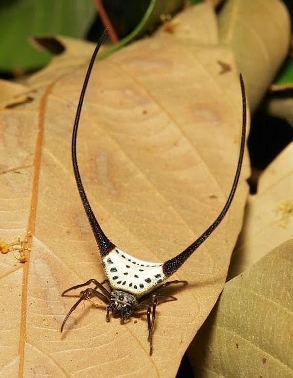 Araneidae örümceği: