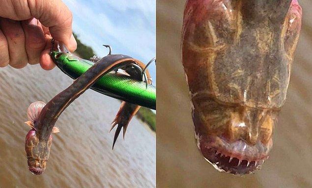 Ürkütücü yüz hatlarıyla bizleri korkutan bir yılan balığı: