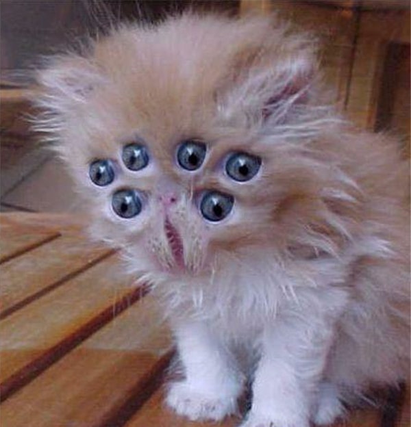 12. Дэвид Кроненберг