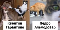 Самые смешные пародии от кошек на известных режиссеров (21 фото)