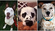 Gördüğün Anda Kalbinizden Bir Okla Vurulmuşa Döneceğiniz Birbirinden Değişik Köpek Irkları