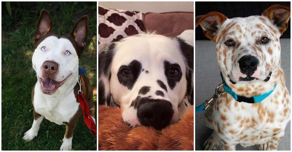 Gördüğün Anda Kalbinizden Bir Okla Vurulmuşa Döneceğiniz Birbirinden Değişik Köpek Irkları