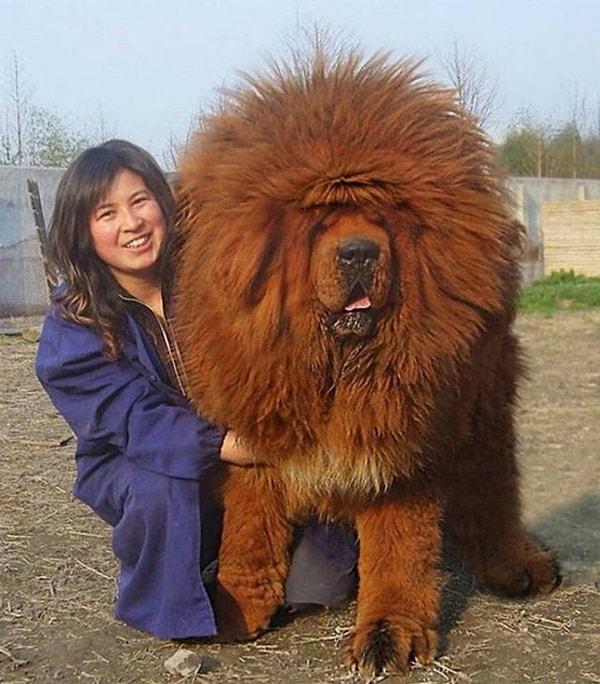 19. 'İlk başta Aslan Kral gibi görünse de gördüğünüz köpek bir Tibet Mastifi.'