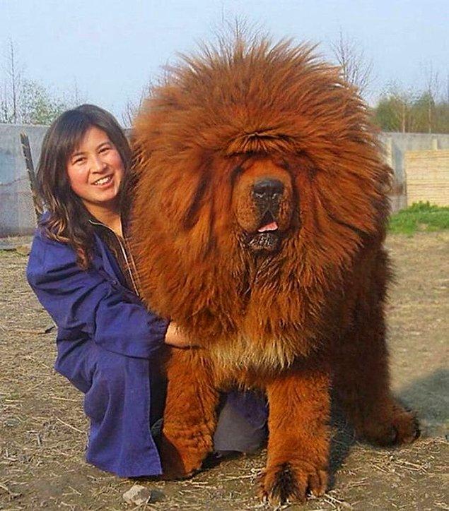19. 'İlk başta Aslan Kral gibi görünse de gördüğünüz köpek bir Tibet Mastifi.'