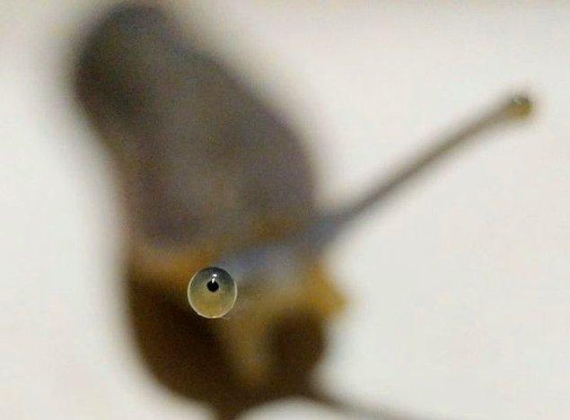 12. Bir sümüklü böceğin gözü