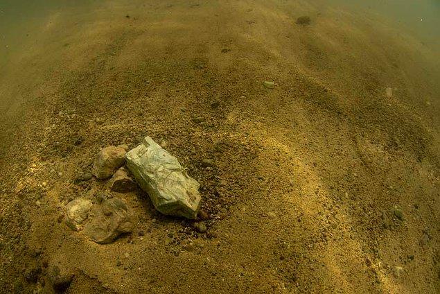 İlk defa su altında kara canlısının fosili bulundu