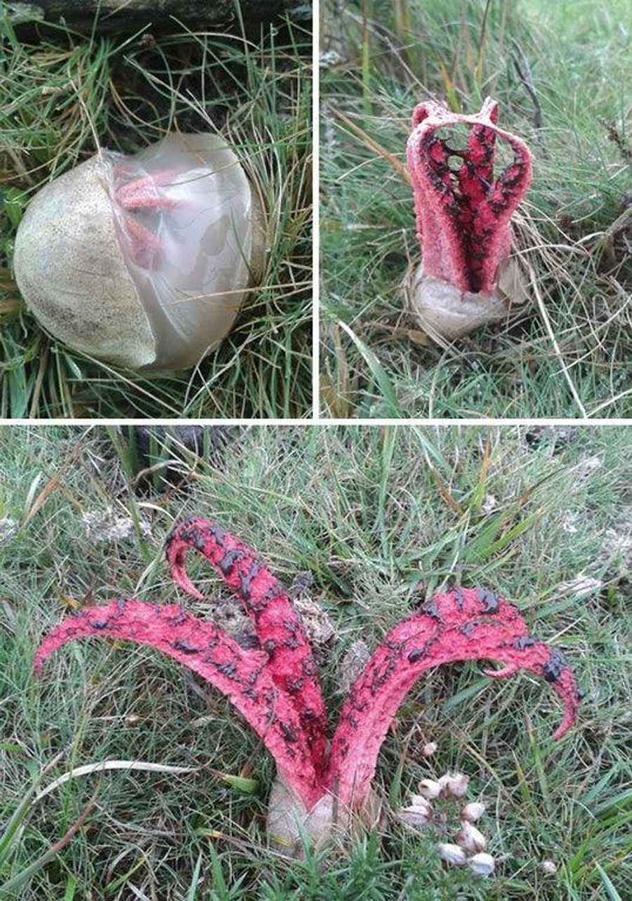 Грибы слезы. Антурус Арчера (Clathrus archeri). Гриб Антурус Арчера пальцы дьявола.