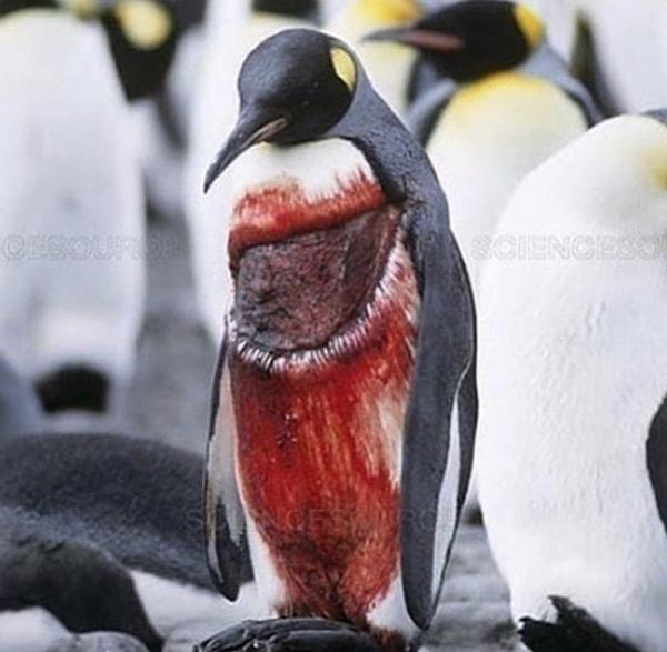 13. Deniz aslanı saldırısından kurtulan penguen: