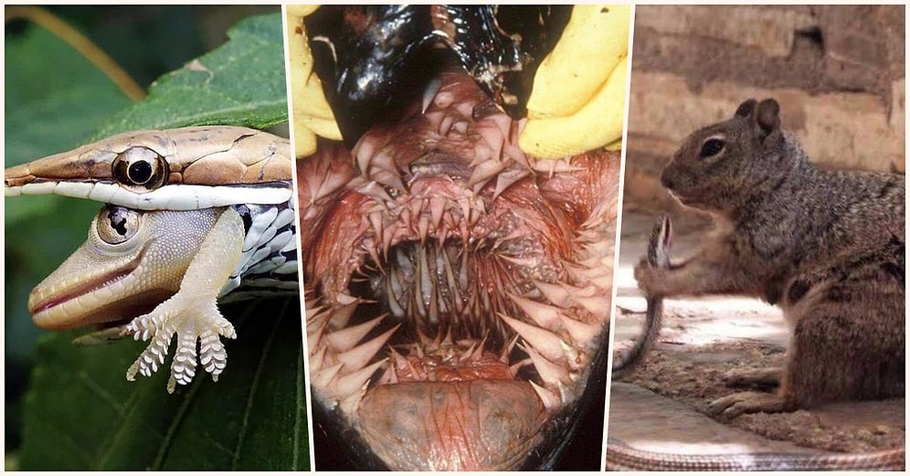 Doğanın Korkutucu Yüzünü İliklerinize Kadar Hissetmenize Sebep Olacak Birbirinden Ürkütücü 17 Yeni Fotoğraf