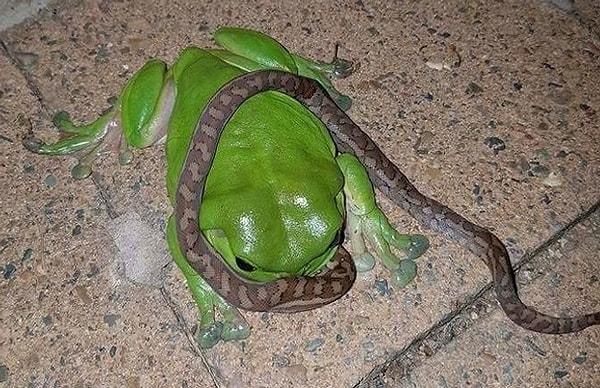 11. Yolu bir kere Avustralya'ya düşmüş olanlar bilir, orada kurbağalar yılanları yiyor.