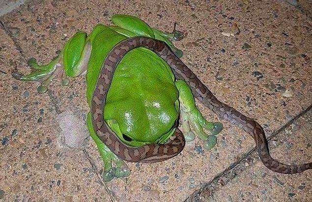 11. Yolu bir kere Avustralya'ya düşmüş olanlar bilir, orada kurbağalar yılanları yiyor.