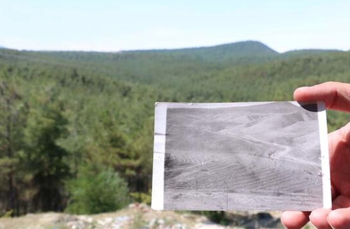 799 Bin Kızılçam Fidanı Dikilmişti: Sinop'taki Çorak Arazi, 40 Yılda Ormana Dönüştü