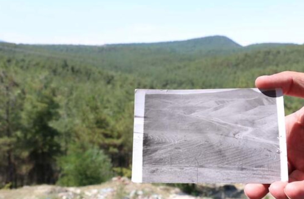 799 Bin Kızılçam Fidanı Dikilmişti: Sinop'taki Çorak Arazi, 40 Yılda Ormana Dönüştü
