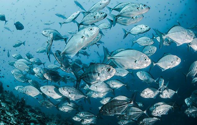 6. "Dünyada, balıkların ağzına giren ve dillerini parçalayarak yeni dilleri oluşmasını sağlayan bir bakteri türü bulunmaktadır."