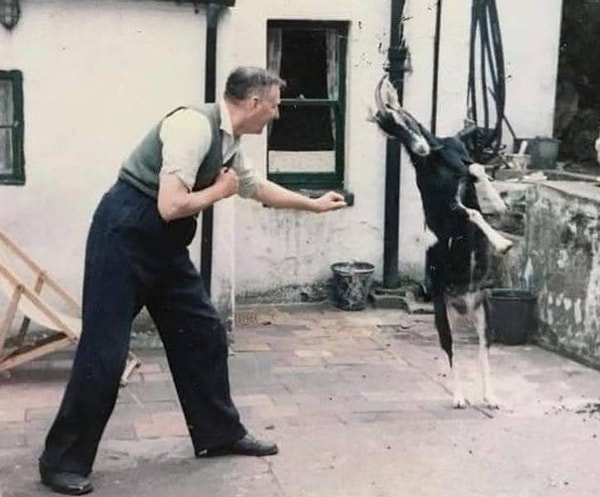 6. «Мой дедушка и его коза по имени Сара устраивают свои ежедневные игры-бои»