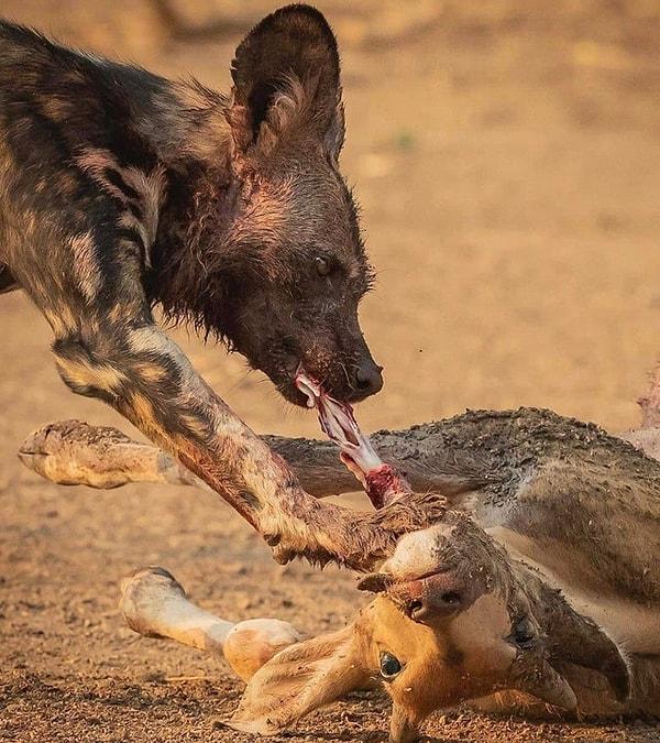 10. Antilop yiyen yaban köpeği: