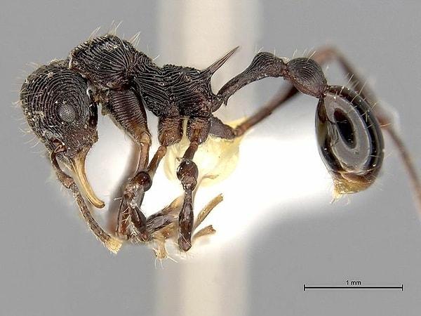 11. Şeytan kurbağasının midesinden çıkan ve daha öncesinde bilinmeyen bir karınca türü olan 'Lenomyrmex Hoelldobleri':