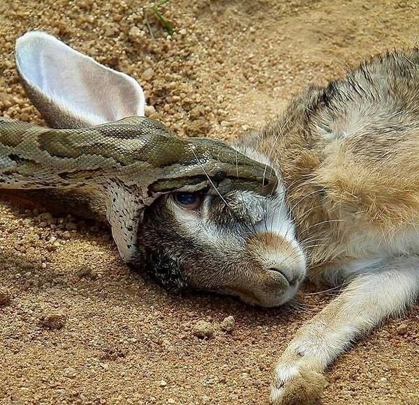 15. Tavşan yiyen yılan:
